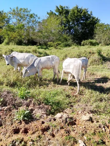 Lindas novilhas 