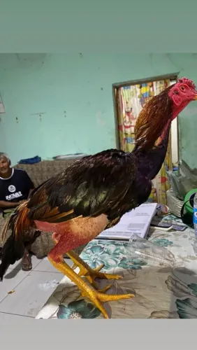 Galo indio vermelho 