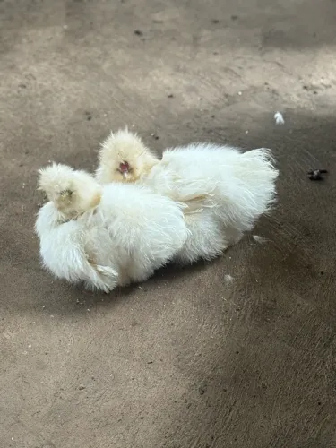 Pintinhos de galinha sedosa