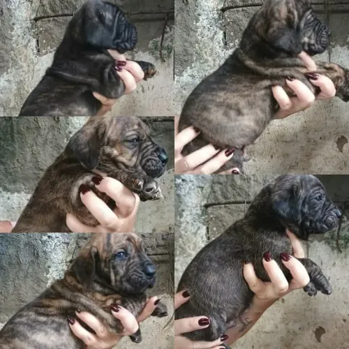 Filhotes de Fila Brasileiro CBKC Puro
