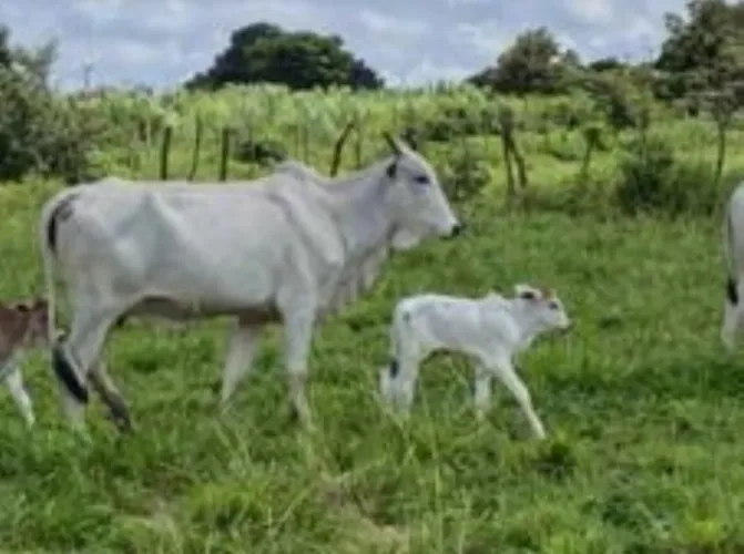 Vacas Nelore de descarte 
