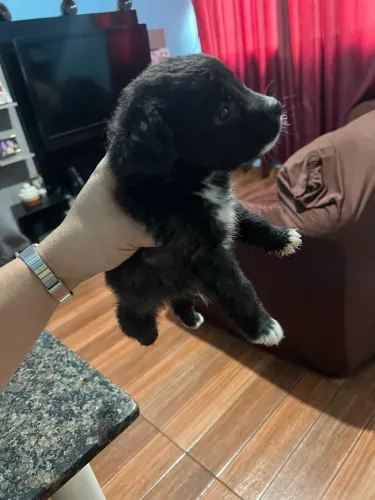 Vendo filhote de poodle com 1 mês e alguns dias