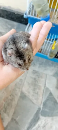 Hamster anão russo