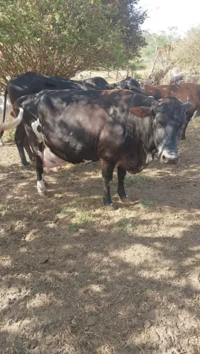 Vacas de leite