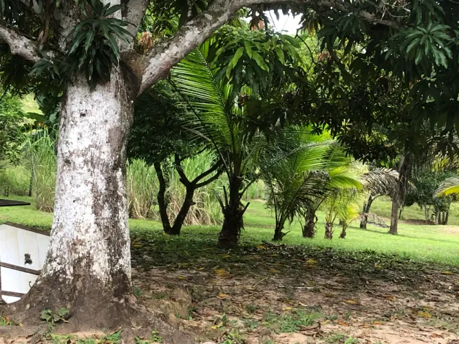 Vendo ou troco essa chácara no Bujari-Ac por casa em Rio Branco-Ac 