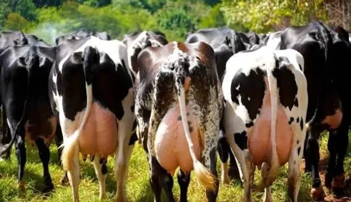 Vacas leiteiras