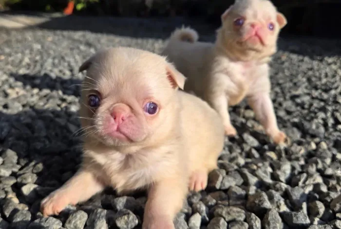 Filhotes Pug