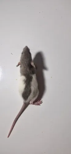 Filhote de twister dumbo macho 