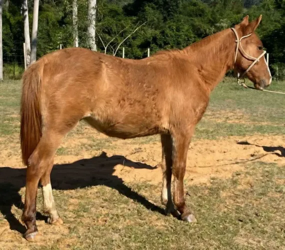 Potro gatiado ruivo crioulo puro de 1 ano 