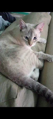 Doa-se filhote gato