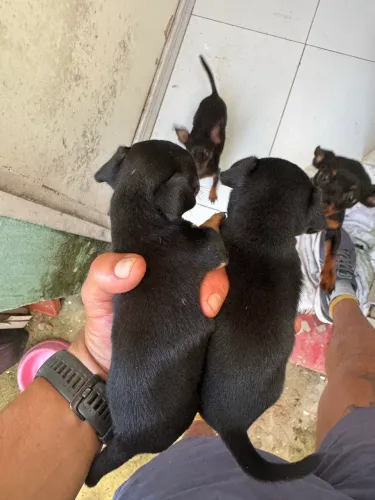 Pinscher Miniatura - Macho/Fêmea, Pais de Porte Miniatura