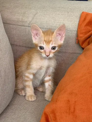 Gatinhos para adoção