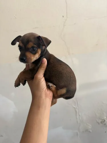 Fêmea pinscher