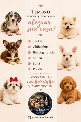 Filhotes de cachorro diversas raças