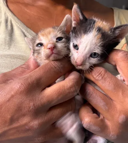 Gatos siameses para doação 