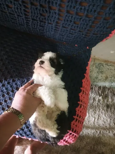 Shitzu com poodle toy femea e macho valor de cada um
