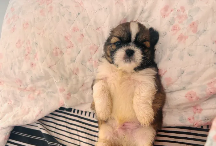 Shih tzu puro