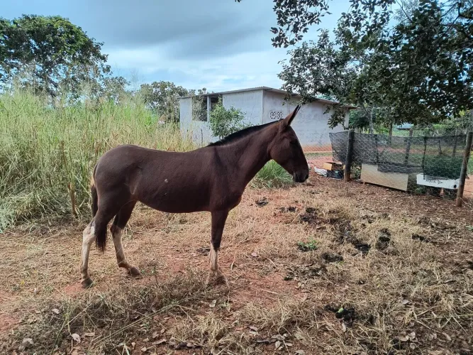 Vendo Mula ou troco por cavalo pampa preto de marcha picada 