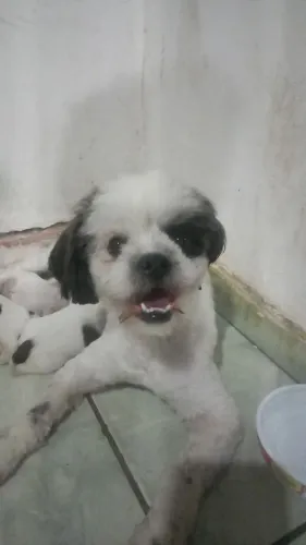 Filhotes Shihtzu Puro 