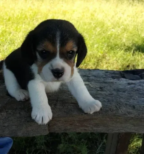 Filhotes de Beagle | Carinho que inspira.