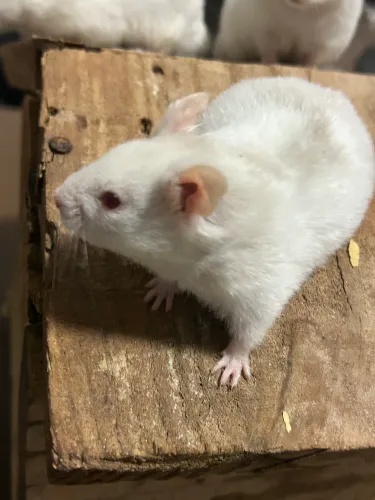Hamster Sírio