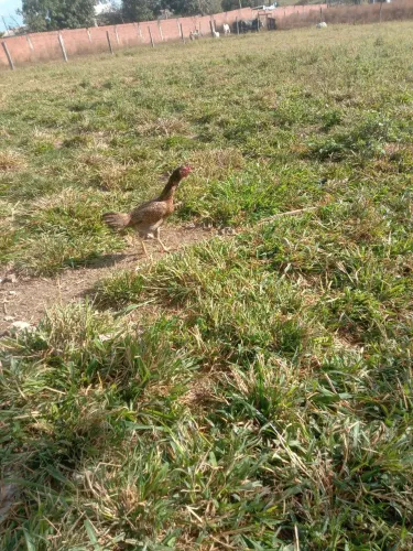 Venda de animais