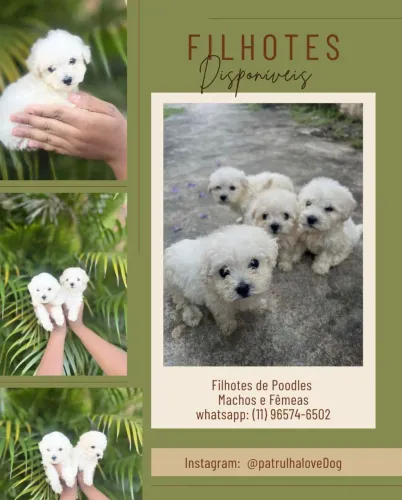 Poodles