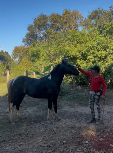 Cavalo 