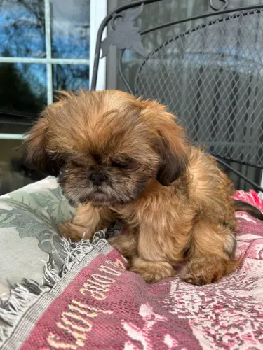 Filhotes de Shih Tzu | Sempre inspirando felicidade.