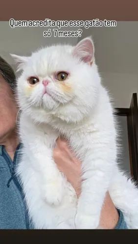 Gato Exótico (persa de pelo curto)