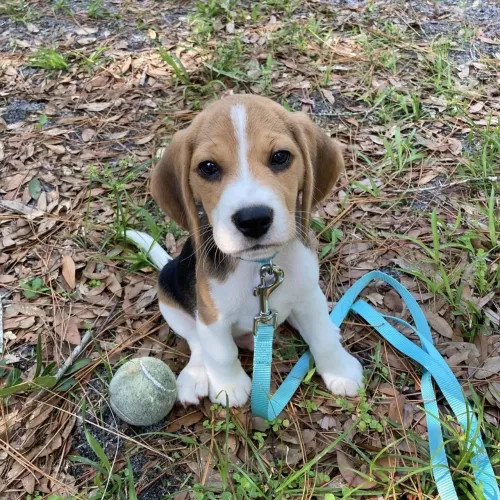 Beagle Transformamos casas em lares desde o primeiro latido