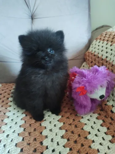 Spitz Alemão anão machinho bem pequeno 