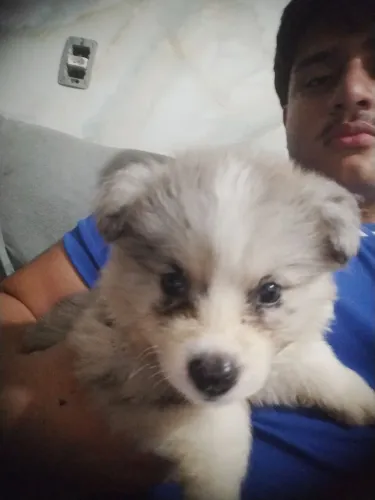 Vesnde-se huskys puru