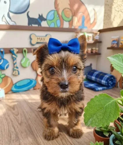 Uma Fofura em Forma de Yorkshire