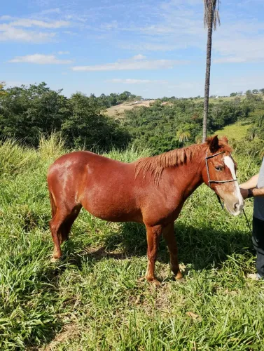 Vende se égua castanha
