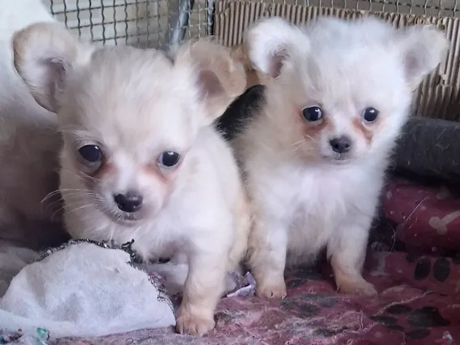 Lindos filhotes de Chihuahua