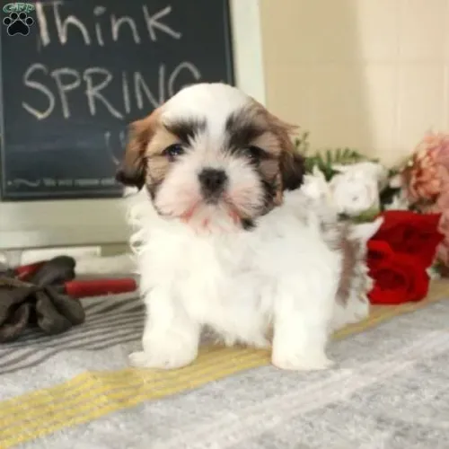 Shih Tzu Macho/Fêmea - Entrega Hoje