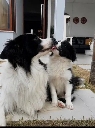 Border Collie filhote disponível! Inteligente, ativo e cheio de energia.