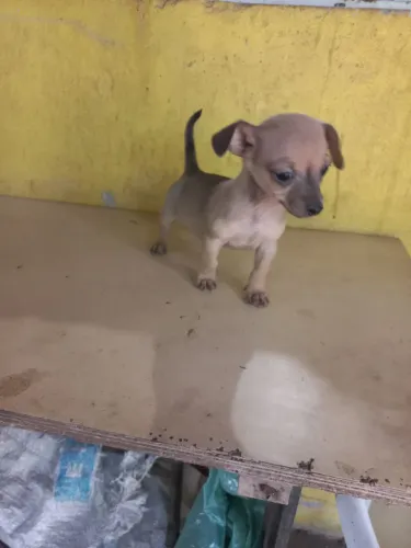 Filhotes de Pinscher 1