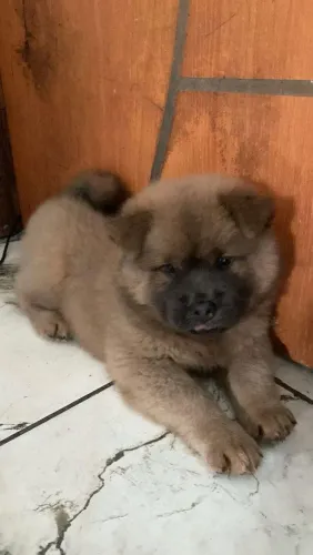 Chow Chow 