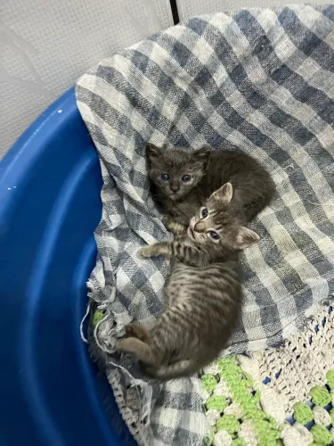 Gatos para adoção