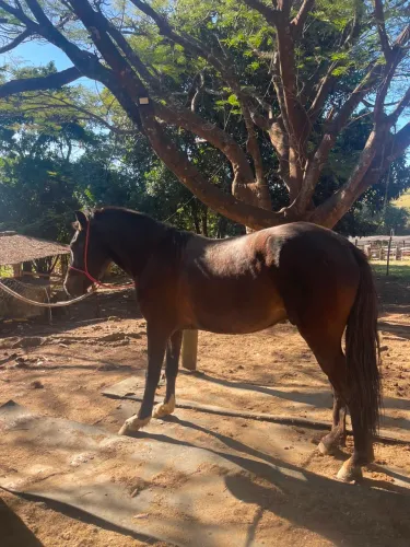 Cavalo MM