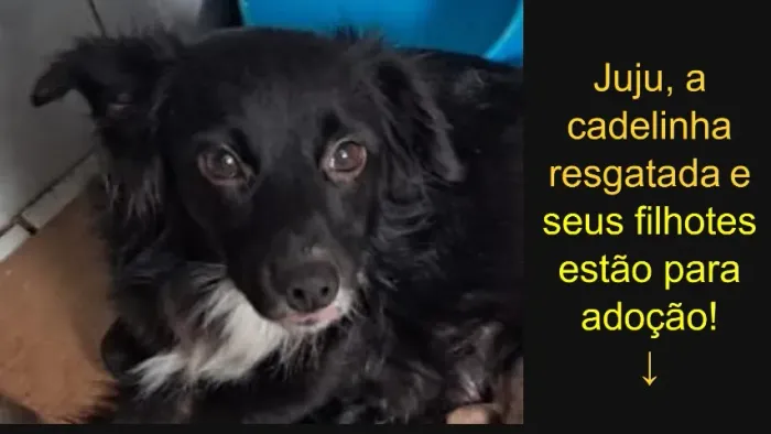 JUJU, A CADELINHA RESGATADA E SEUS FILHOTES