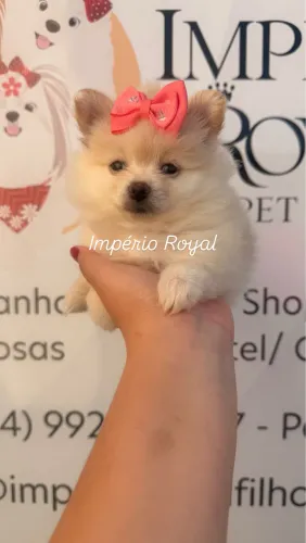Spitz Fêmea Linda Ana Pronta Entrega com Pedigree em até 10 x no cartão 