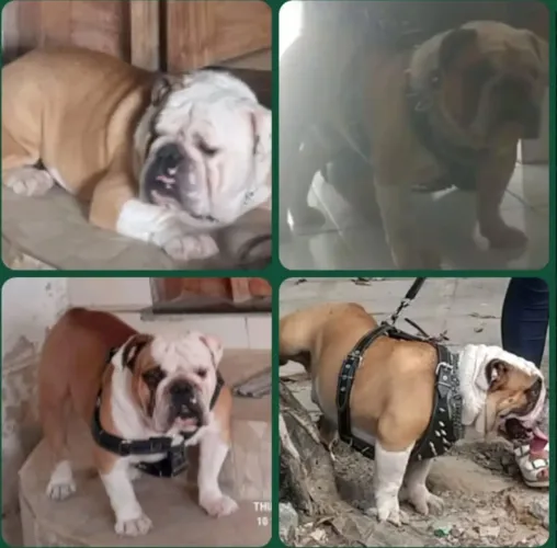 Buldogue inglês