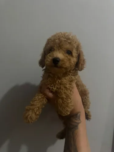 Poodle Toy Verdadeiro Entrega Imediata