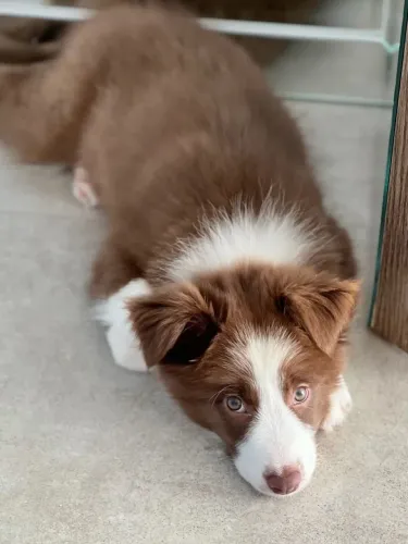 Lindíssimo Border collie fêmea chocolate