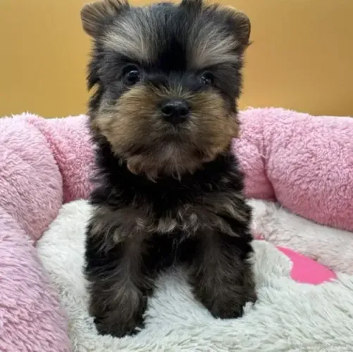 Baby yorkshire saudavel de pelagem densa e otima genetica selecionada