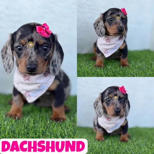 Linda Fêmea de Dachshund Arlequim (Basset, Cofap, Teckel) aqui no Puppy Stop