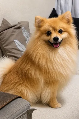 Spitz Alemão/Lulu da Pomerânia Pedigree CBKC